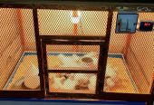 3 Portion Wooden Pinjra Cage Brooder