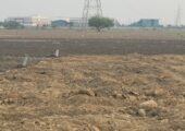 Plot for Sale in Guntur City, 135 Square Yards Just for 12 lakhs, Back